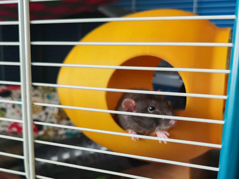 Hanging Egg-Shaped House for Rodents