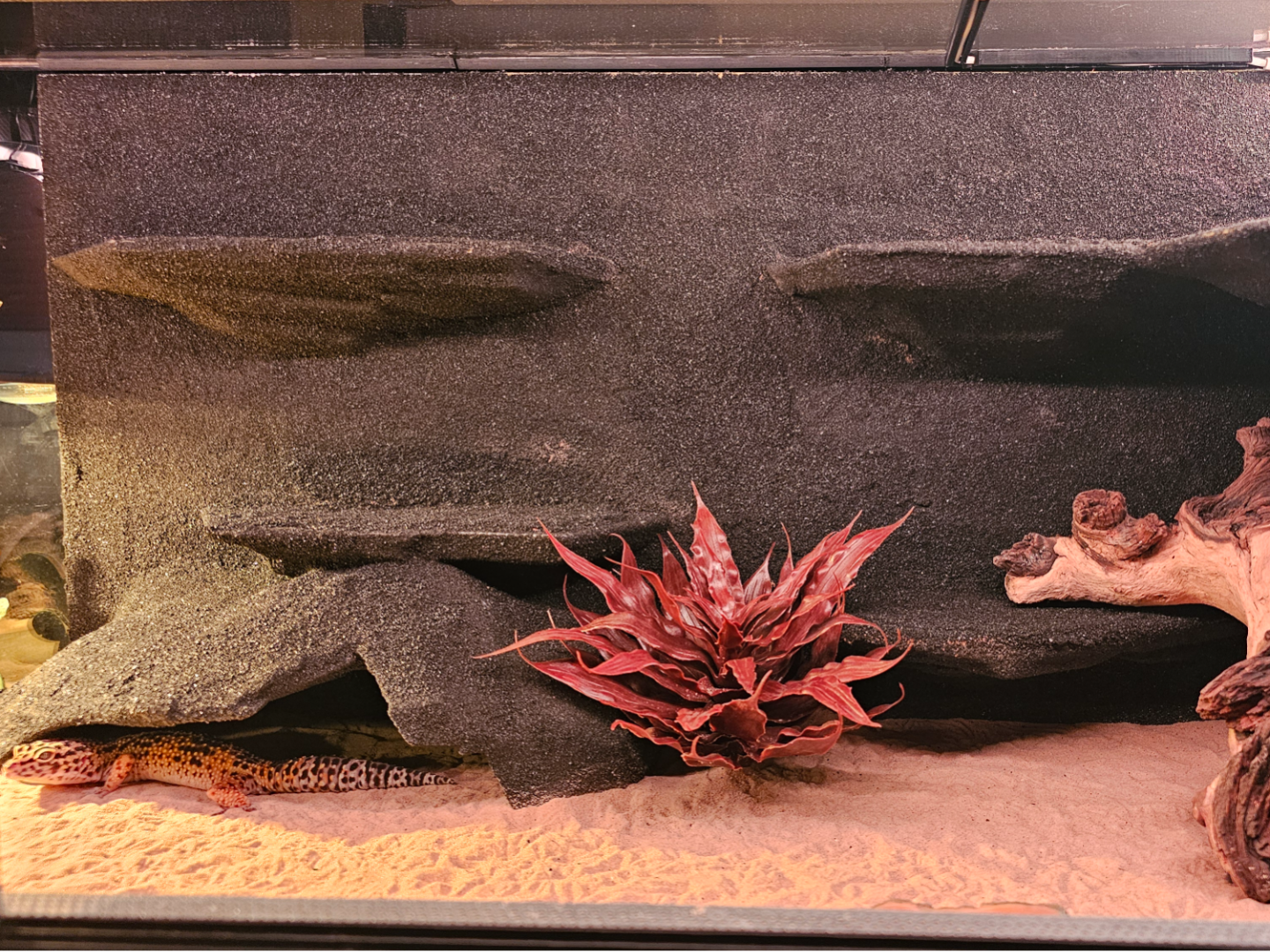 Lizard / Gecko apartment for for Terrarium