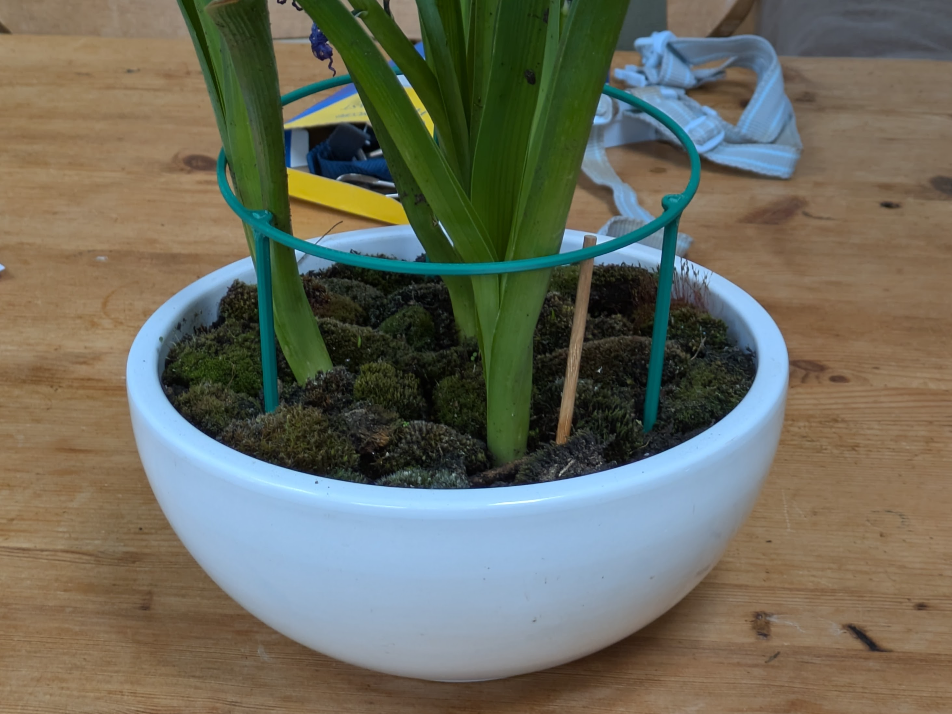Hyacinth Support