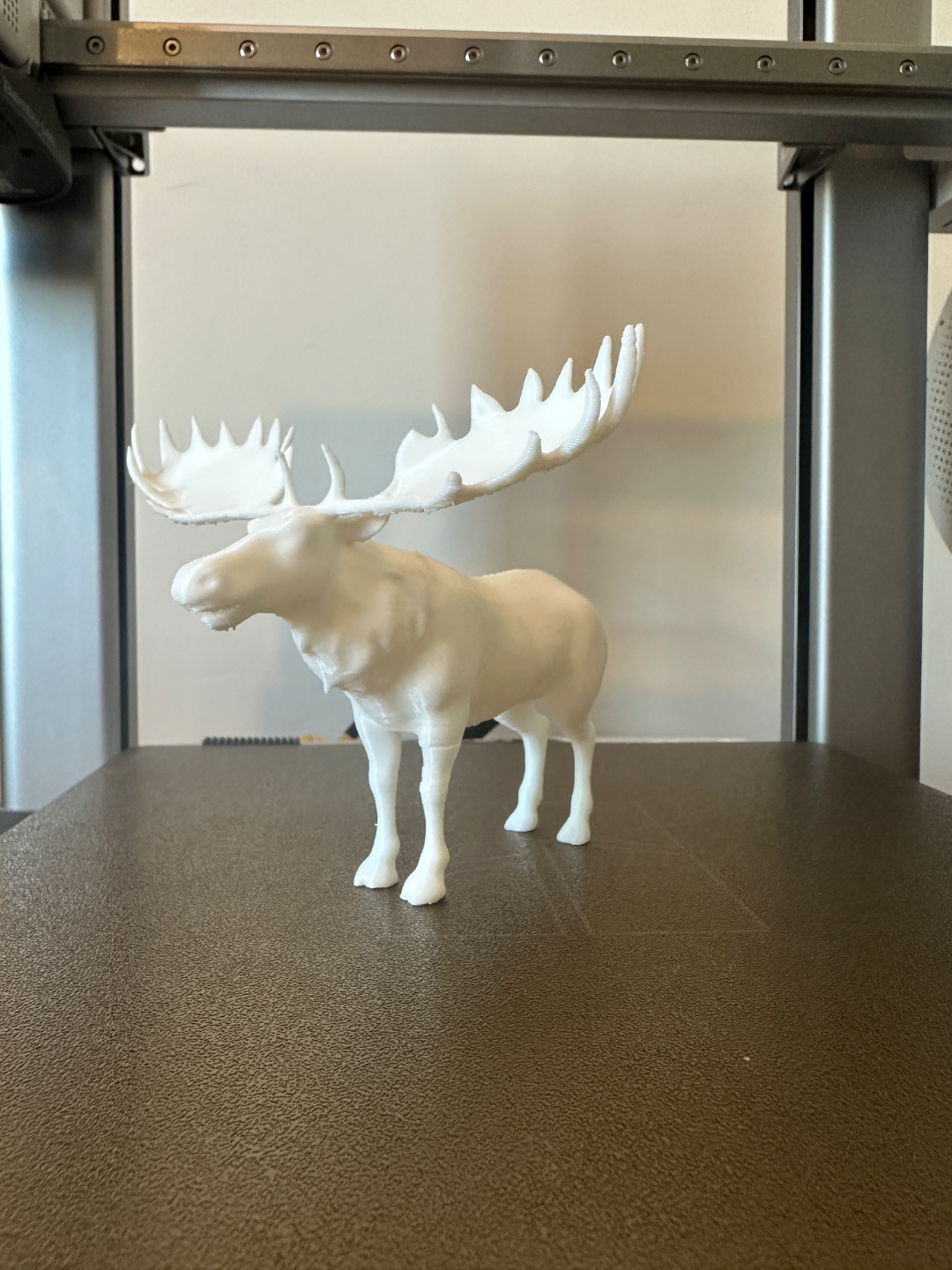 Alaskan moose