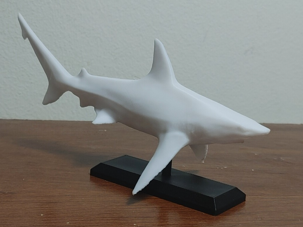 Blacktip Shark Mount
