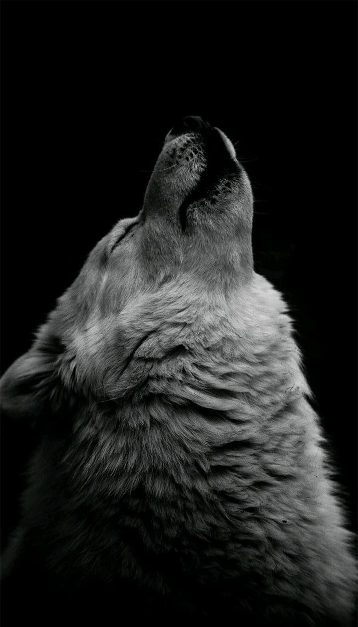 Hueforge - howling Wolf