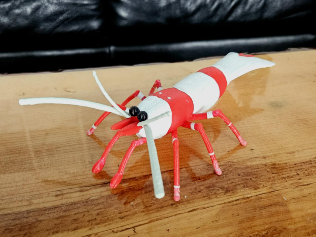 Caridina Shrimp