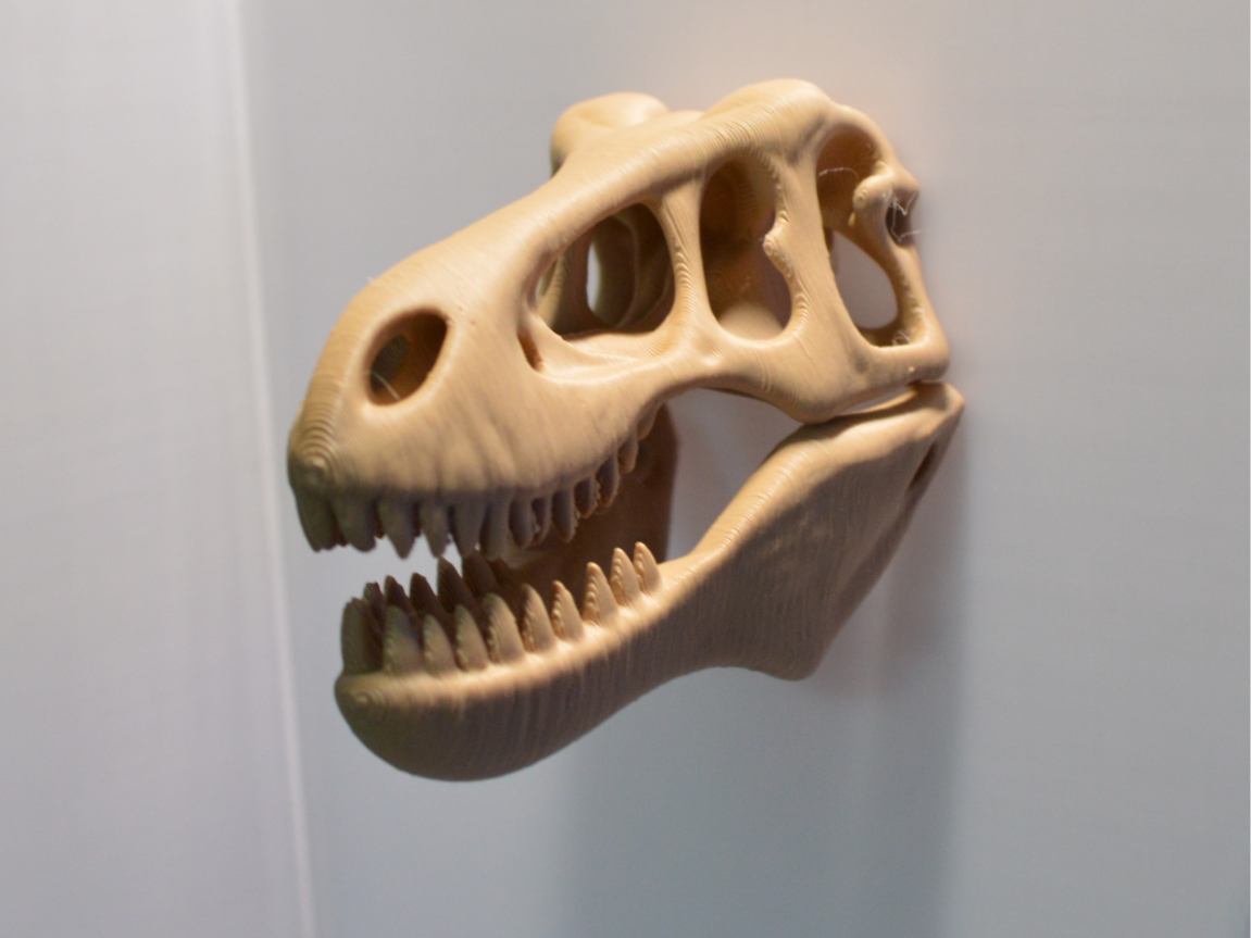 T Rex skull