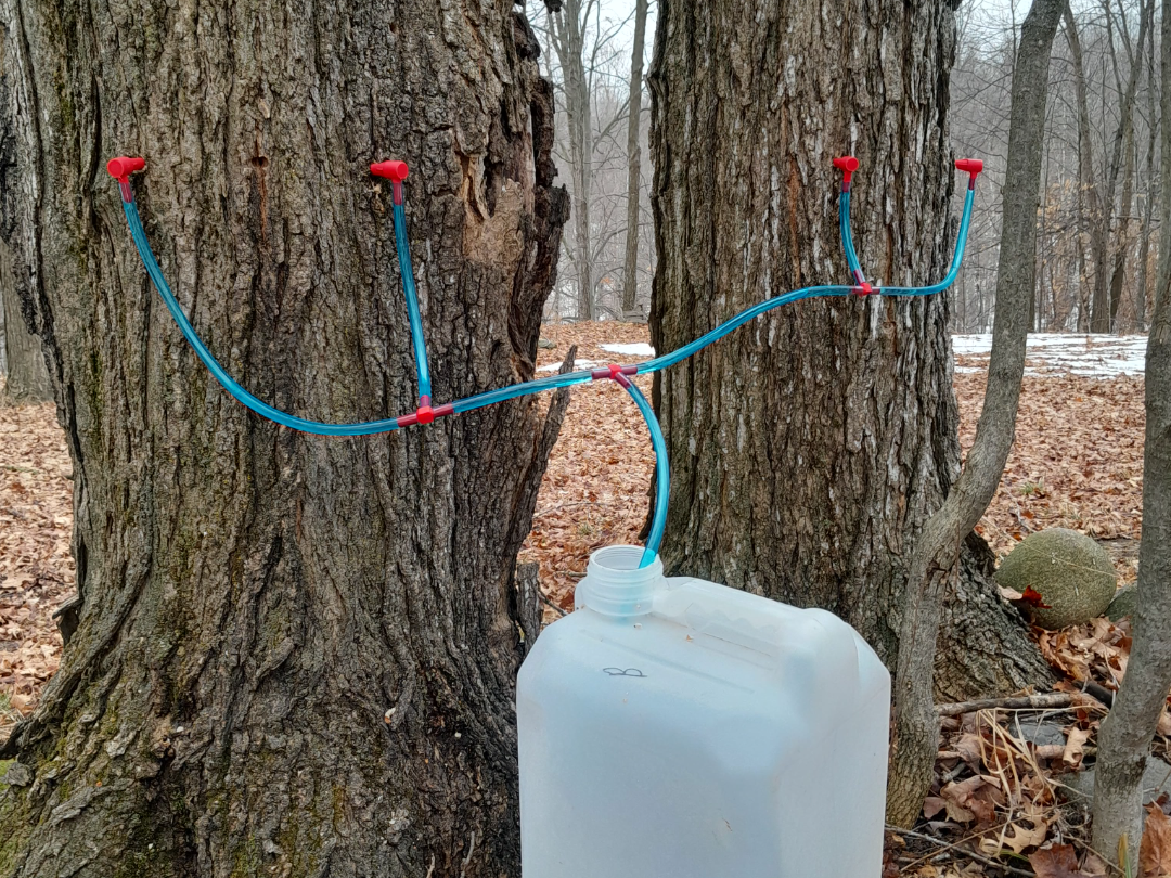 V2 Maple syrup taps and 3 way splitter
