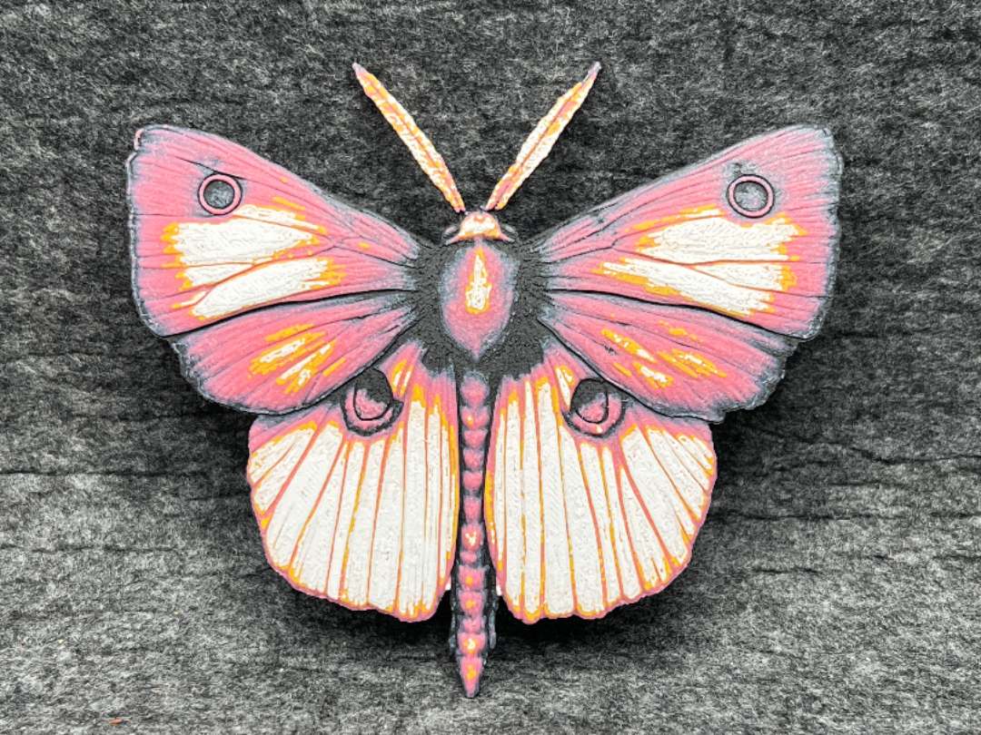 Rosy Maple Moth