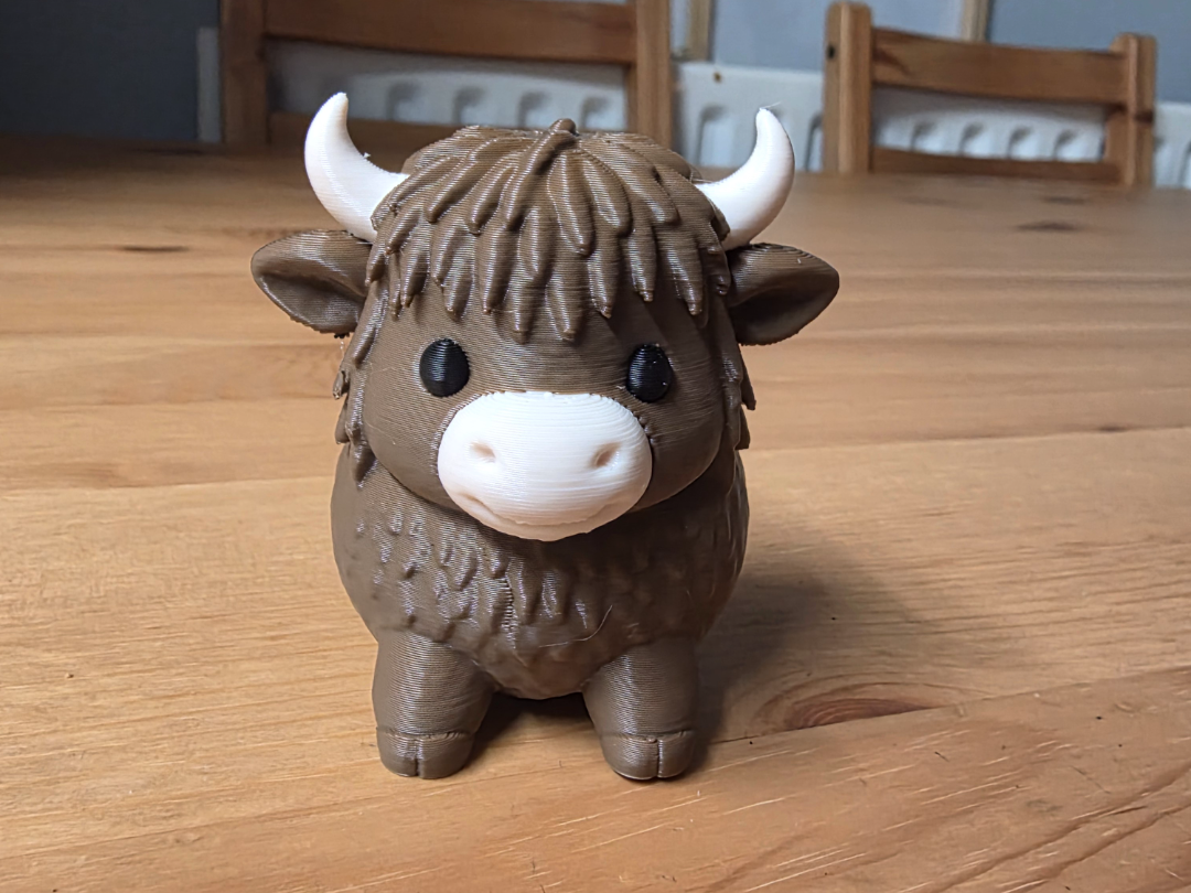 Cute Highlands Cow