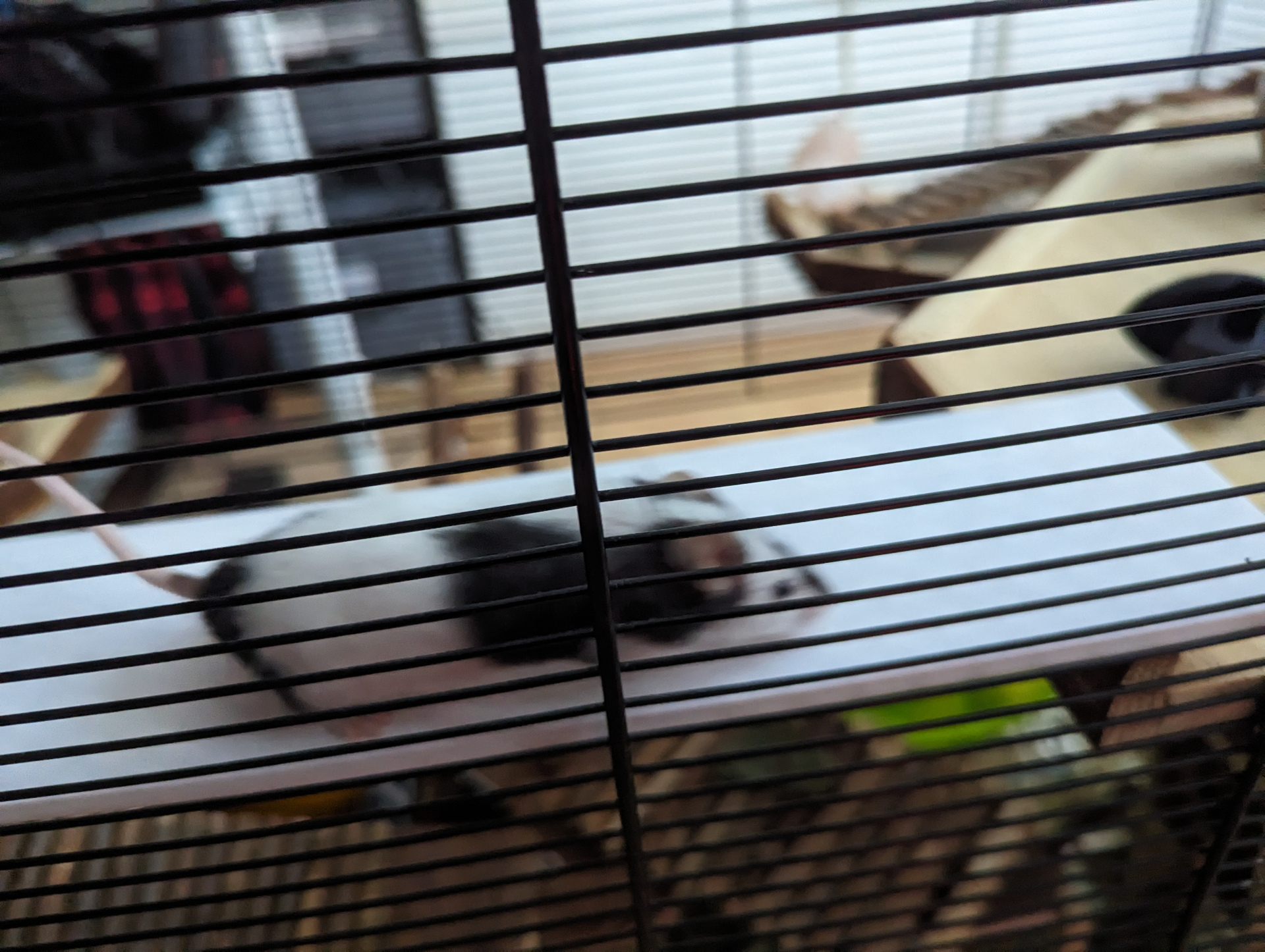 Mouse Bridge for Enclosure