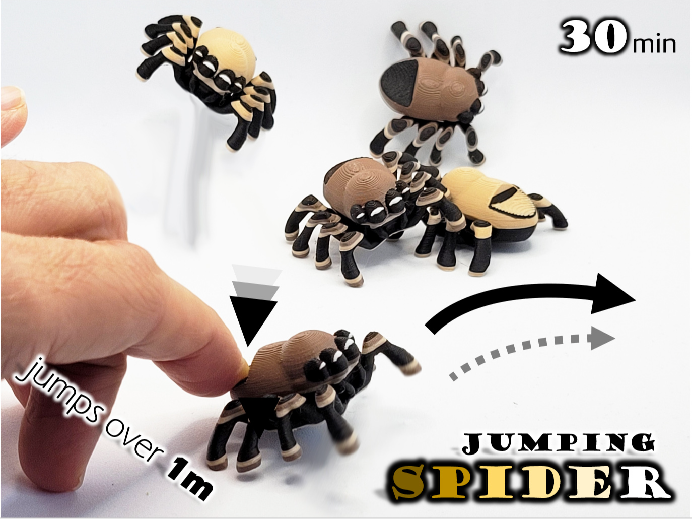 Jumping Spider