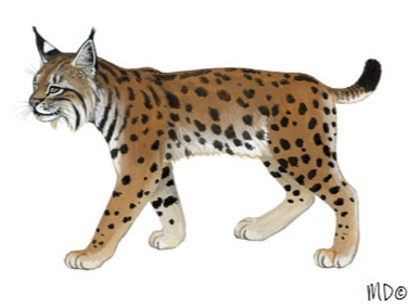 lynx