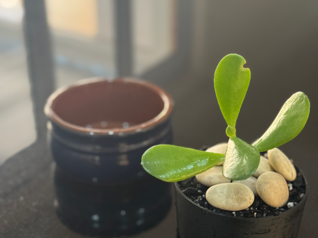 Plant pot