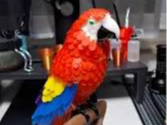 pappagallo