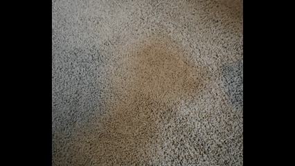 Full Penetration Deep Action Carpet Scrubber