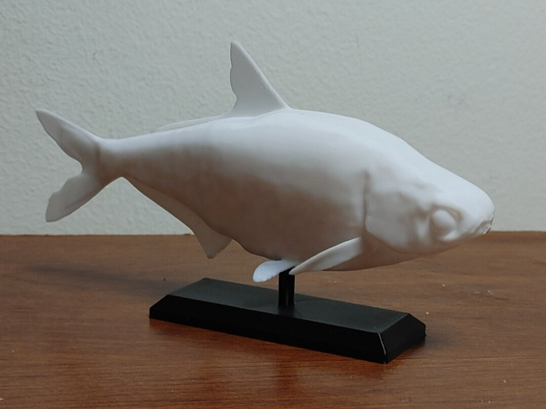 Gizzard Shad Fish Mount