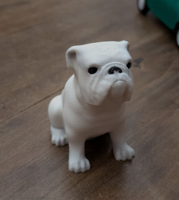 Amazing english bulldog