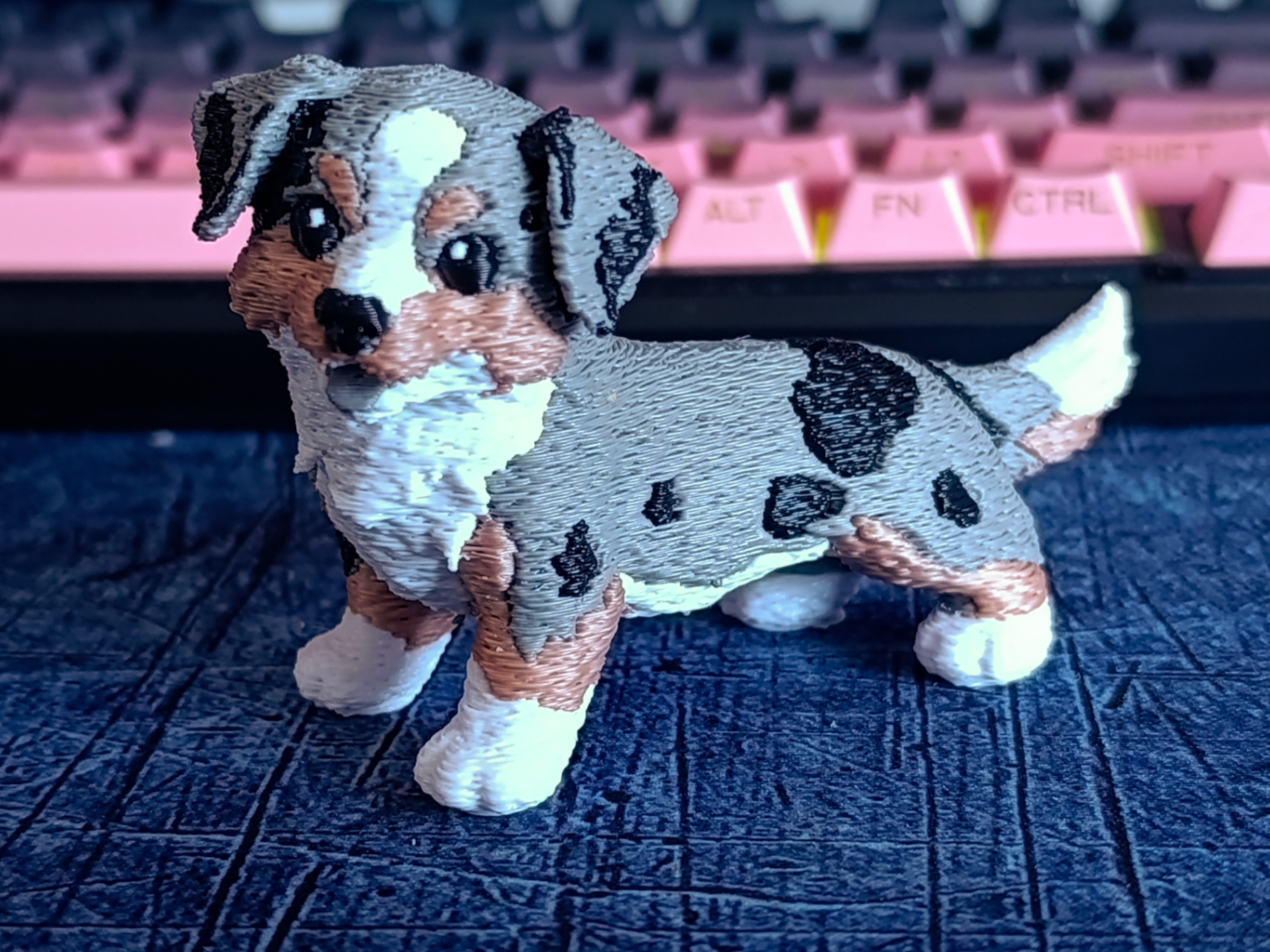 australian shepherd
