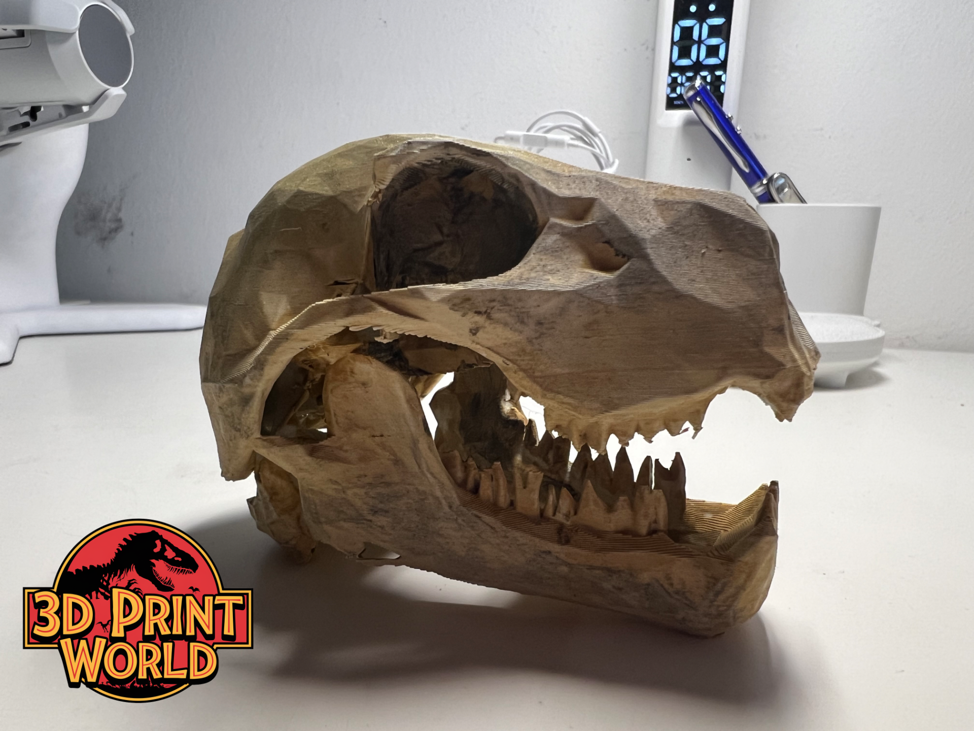 Prehistoric Cat Skull