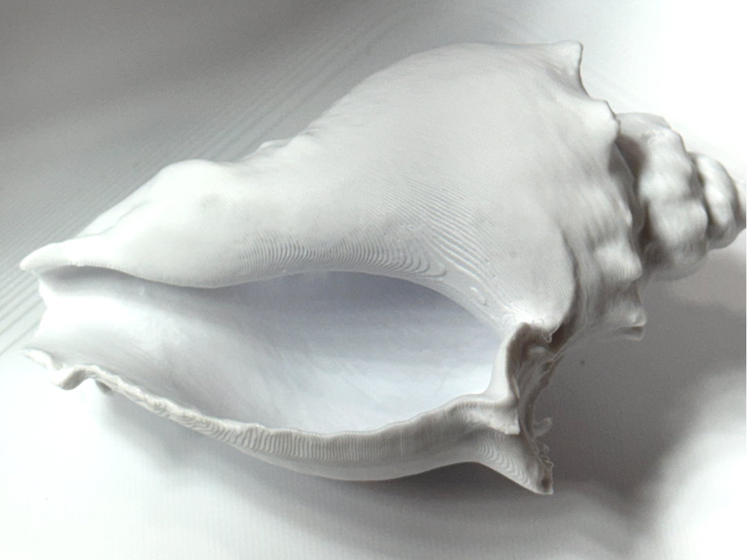 Sea Shell 3D scan
