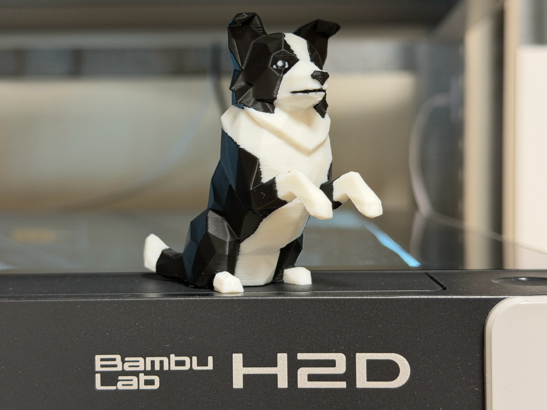 Cute Low-Poly Border Collie - Playful Begging Pose