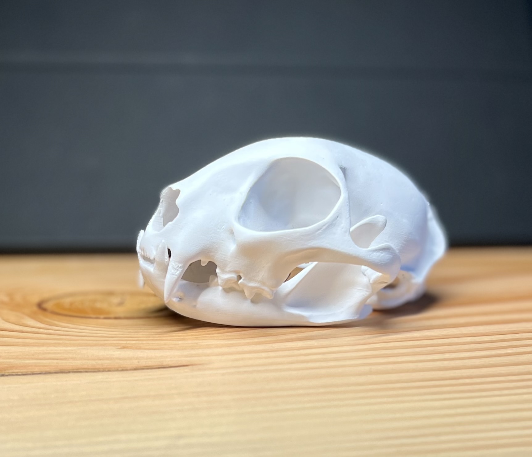 Skull of an European wild cat (Felis silvestris)