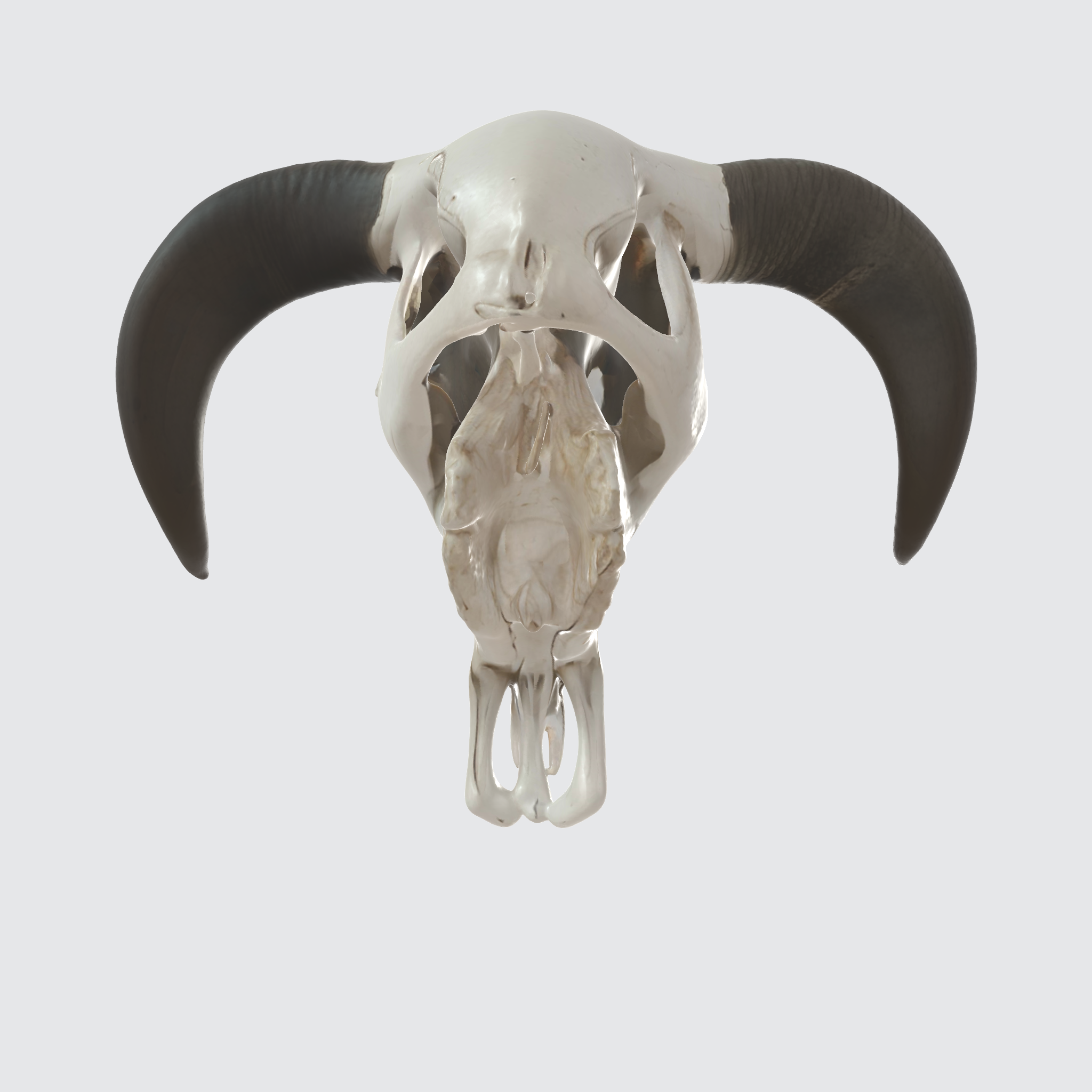 Bull Skull Head, Cattle Head
