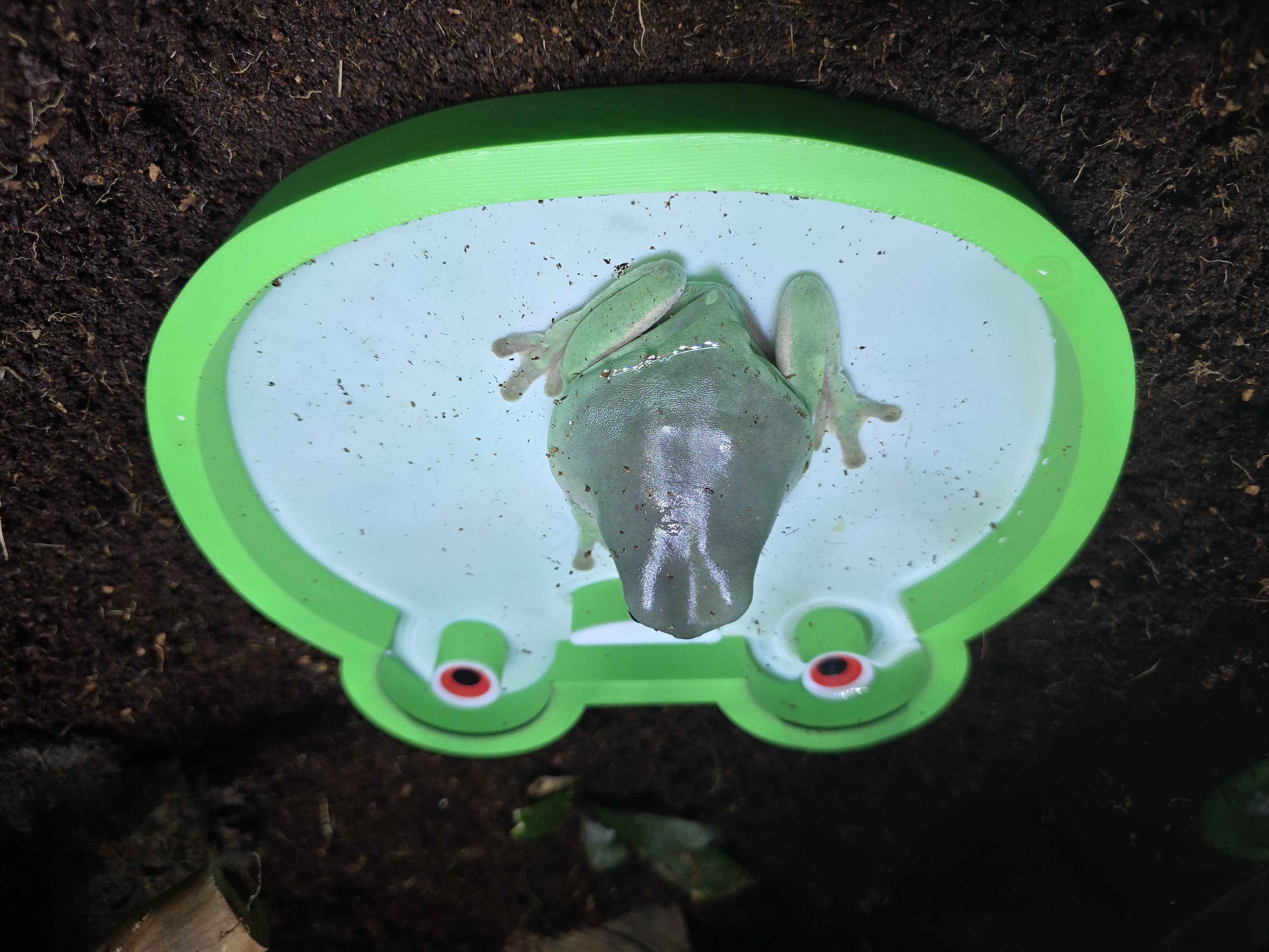Cute Frog Water Dish for Reptiles and Amphibians