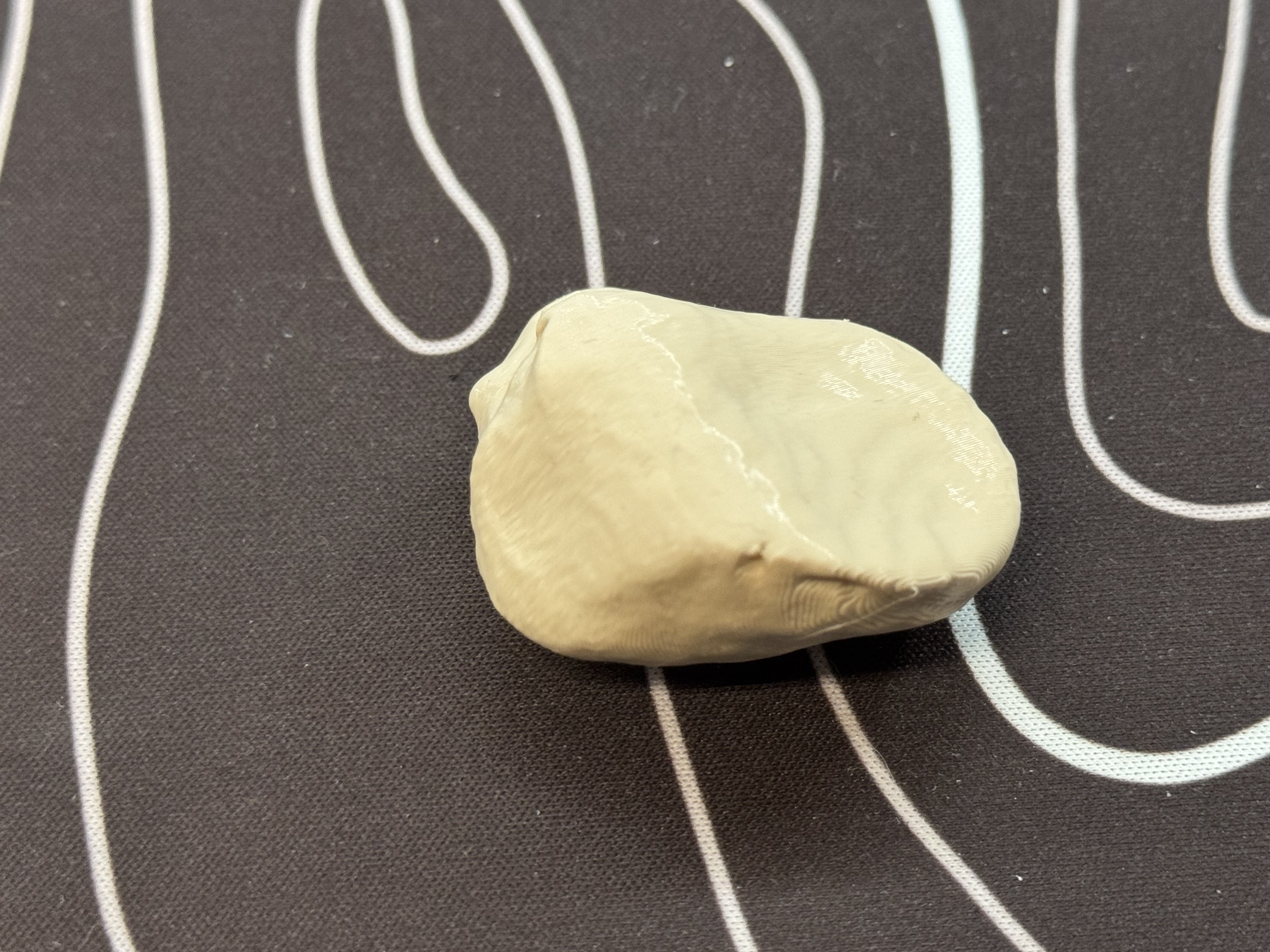 Human Patella (čéška)