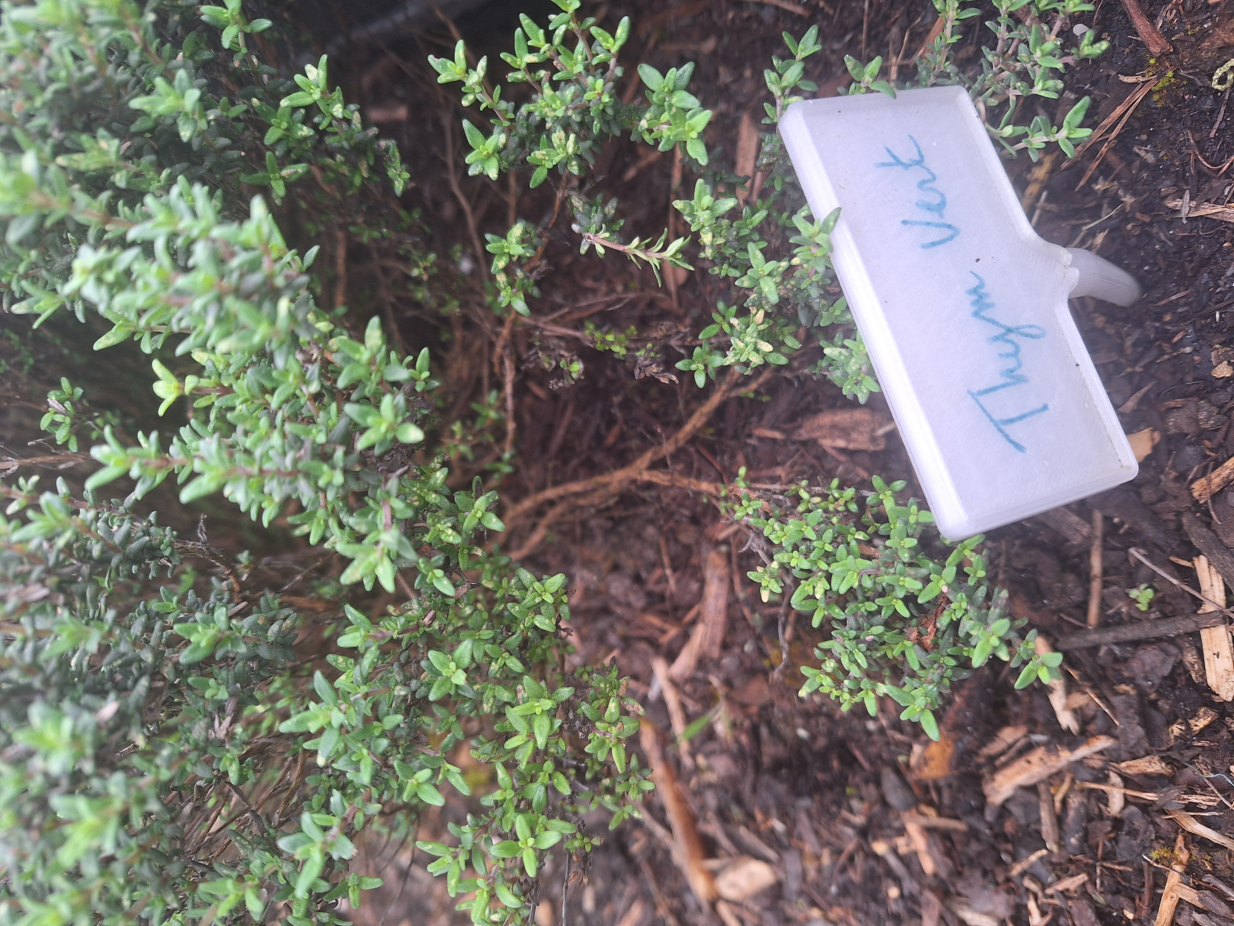Étiquette Jardin (Garden Label)