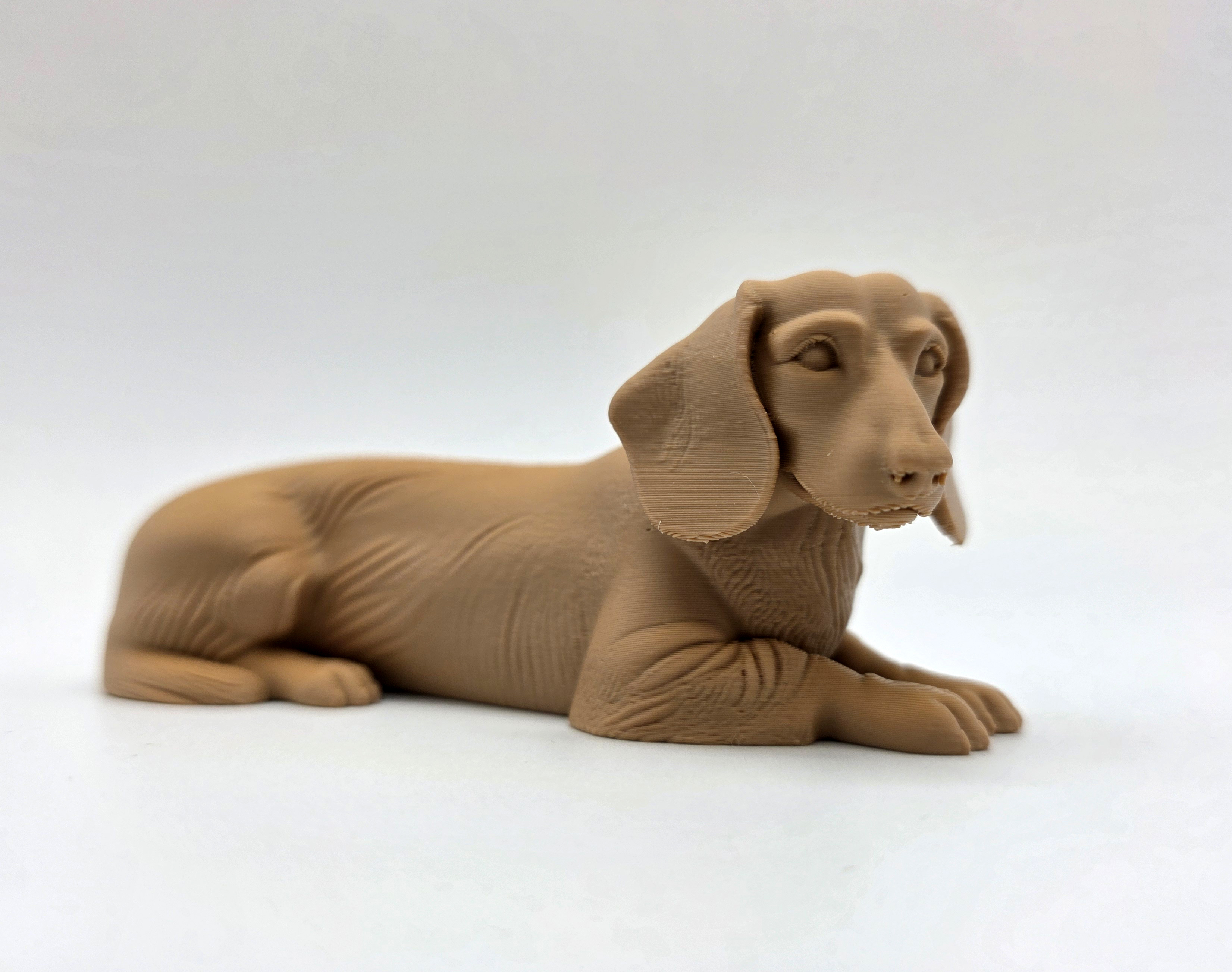 Laying Dachshund (short haired)