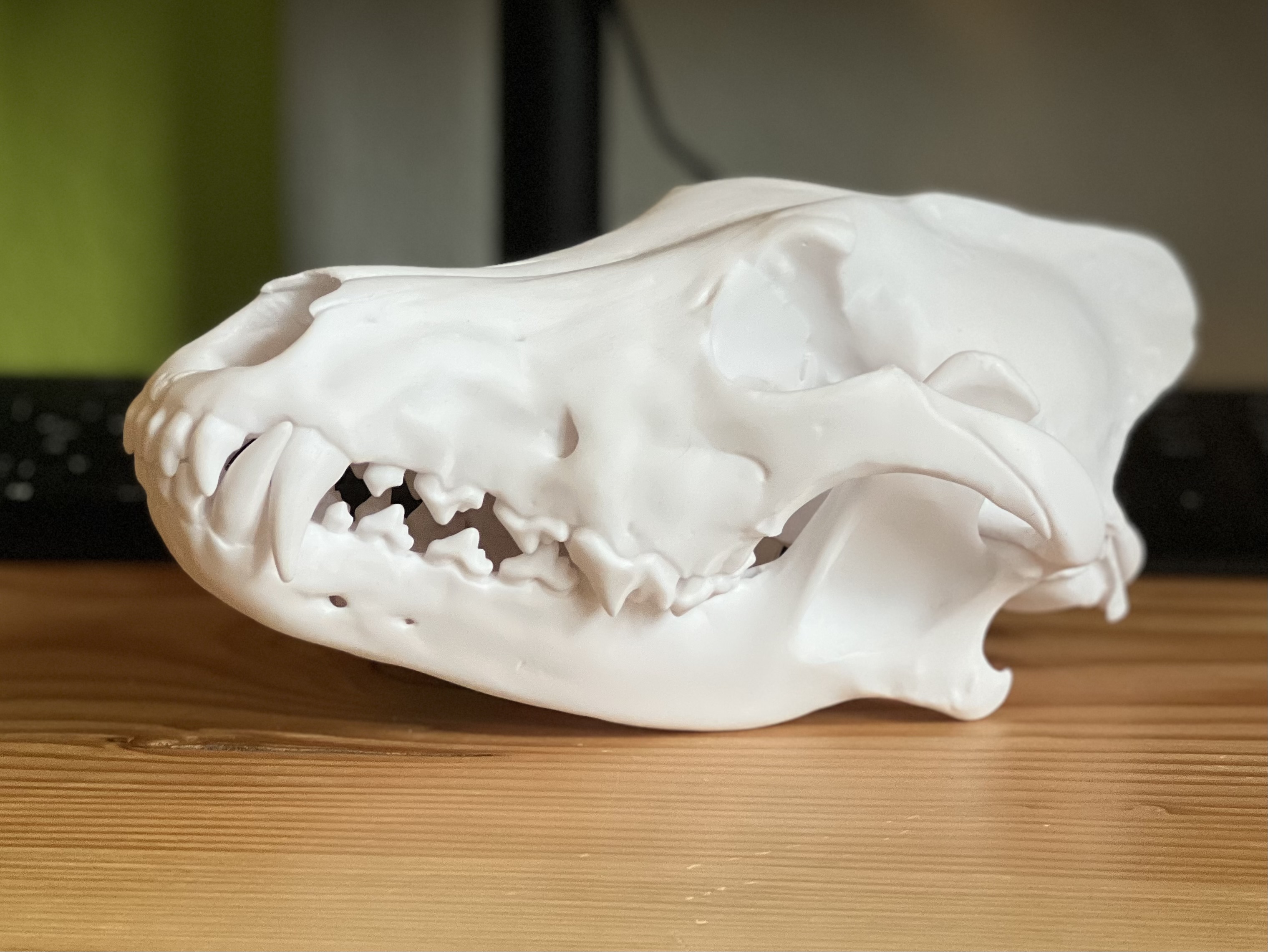 Skull of a Grey Wolf (Canis lupus)