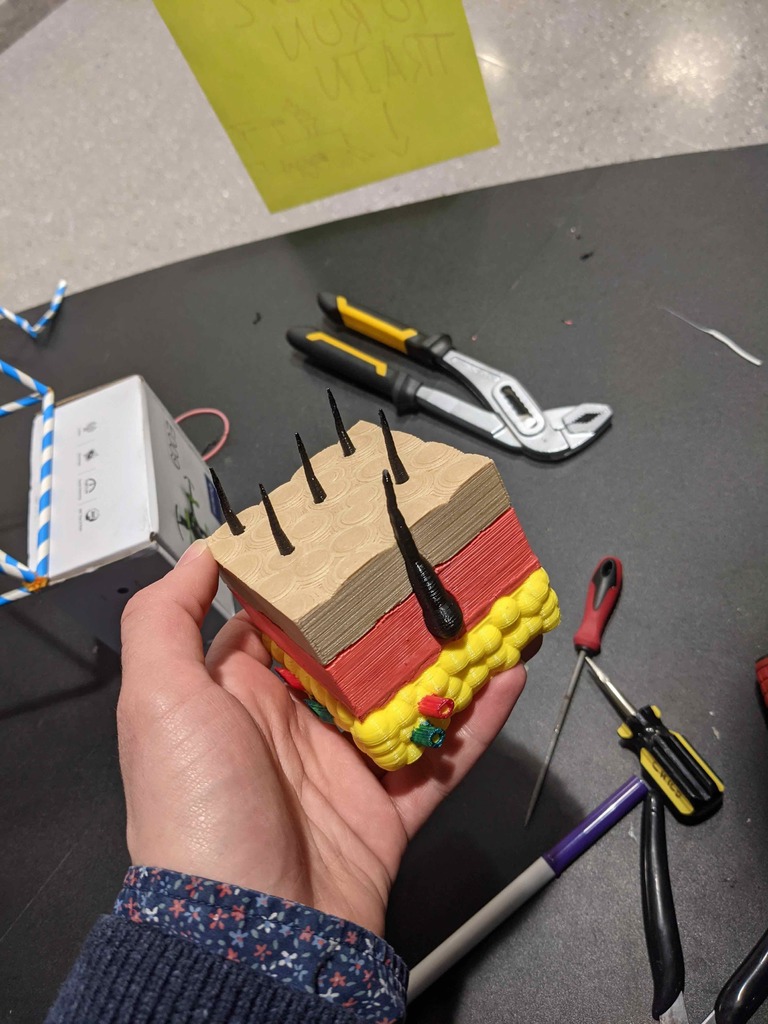 Skin Layer Model