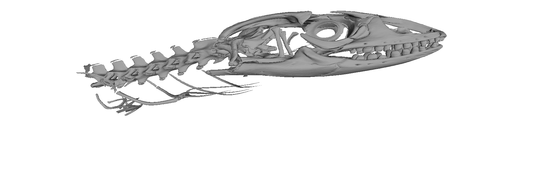 Savannah Monitor (Varanus exanthematicus exanthematicus) Skull and Vertebrae