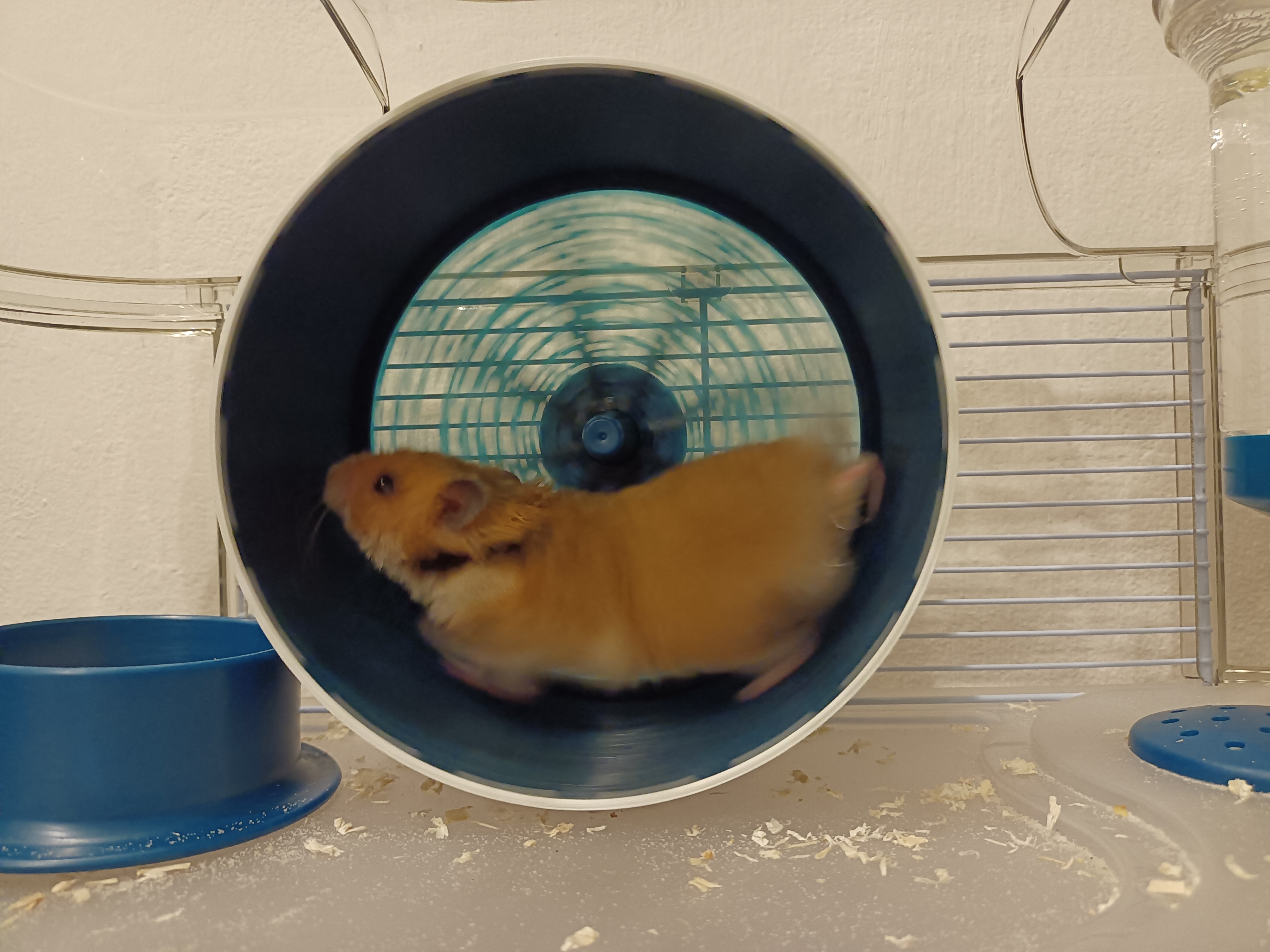 Kolotoč pro Křečka (náhrada)