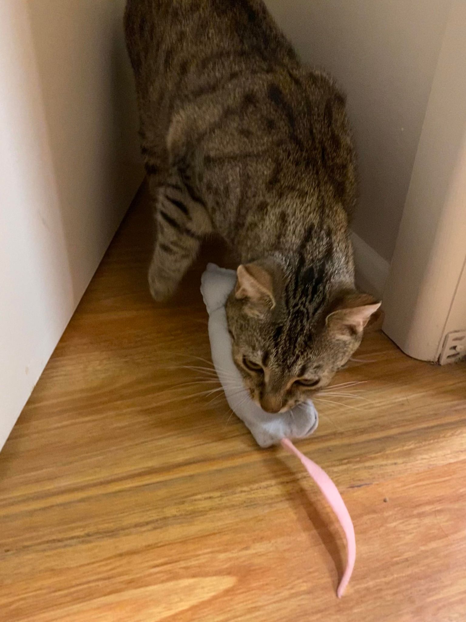 Cat Food Hunting Toy