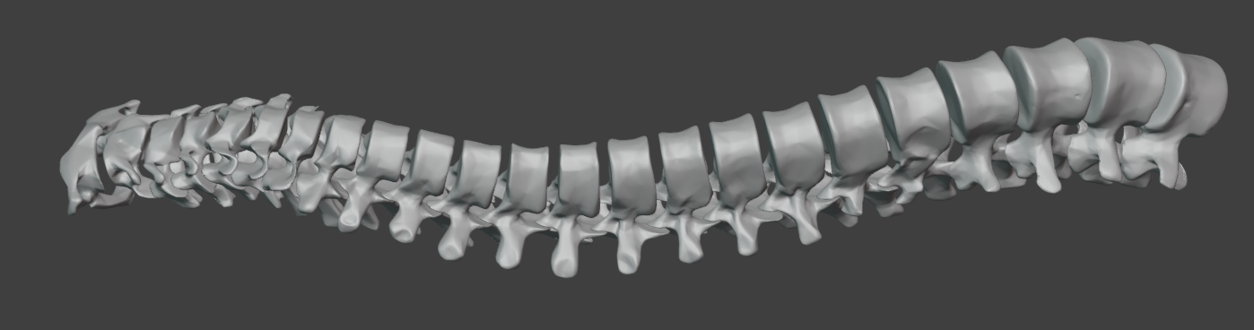 Real Human Spinal column, including cervical, thoracic and lumbar vertebra