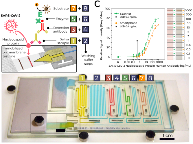 COVID-19 antibody test on a chip by microfluidic chain reaction