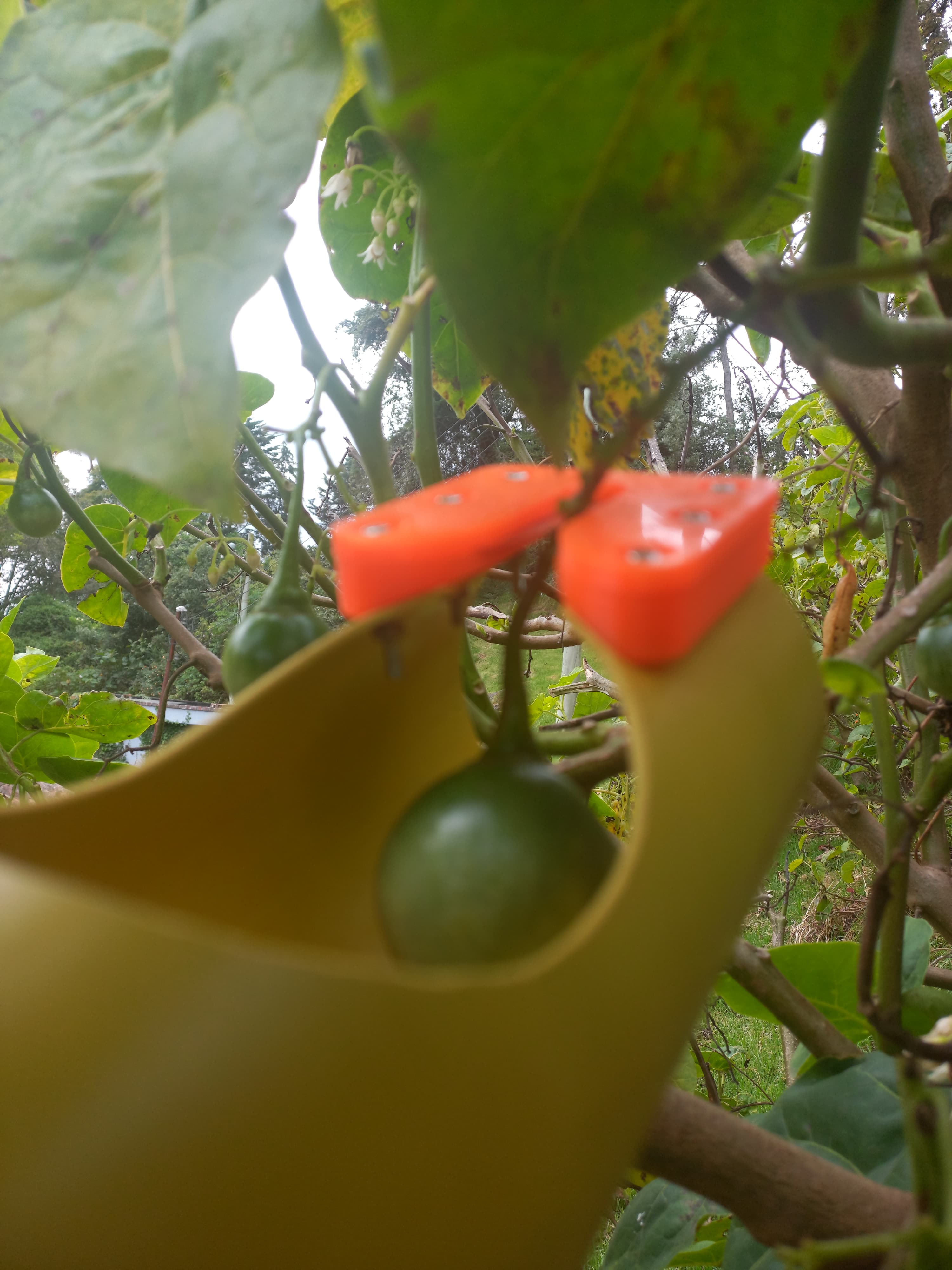Recolector de fruta - Fruit picker