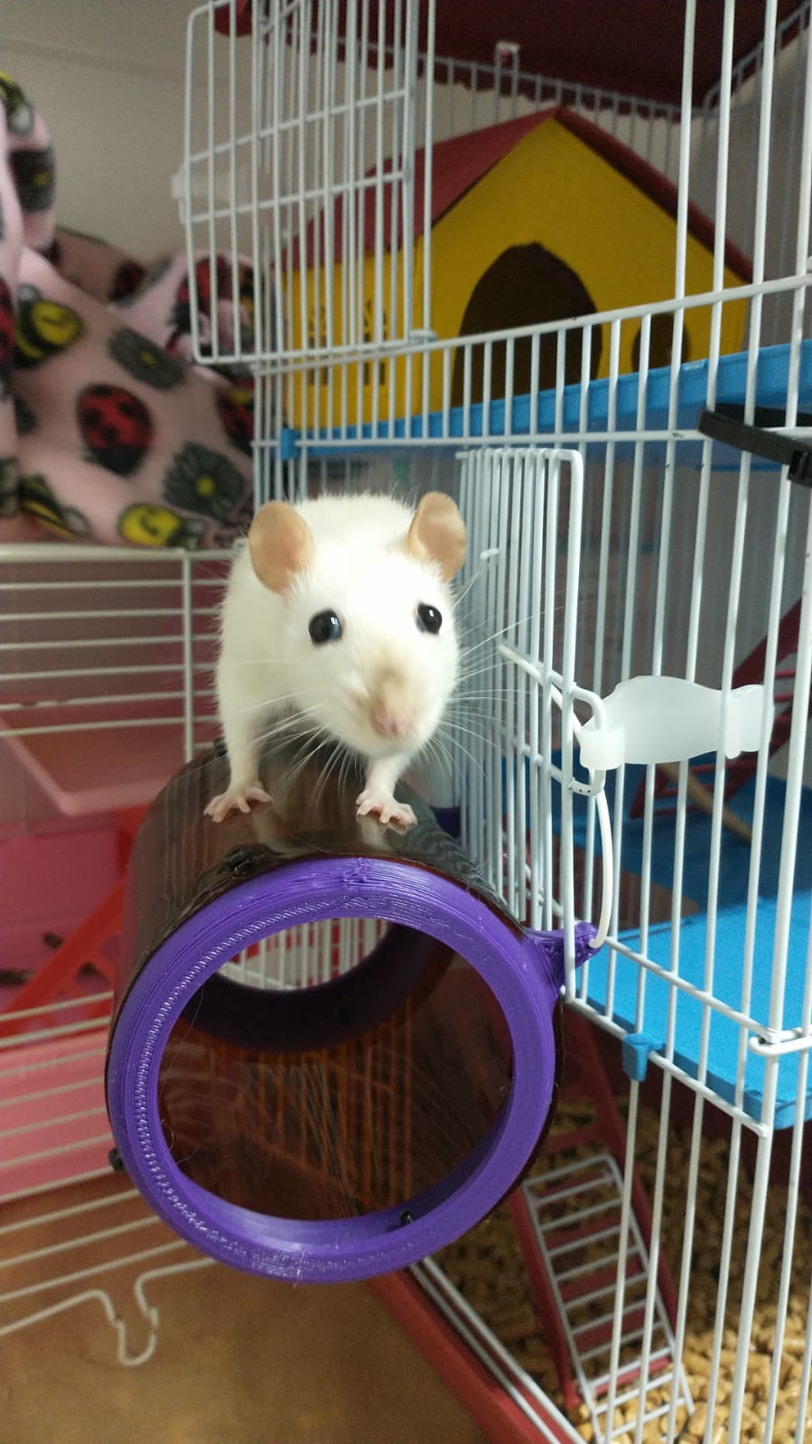 Mouse and hamster house