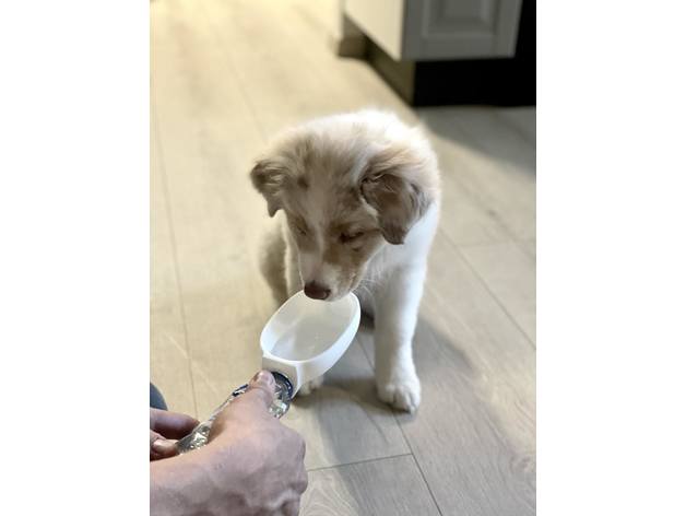 Pet Sipper - No spill water bowl