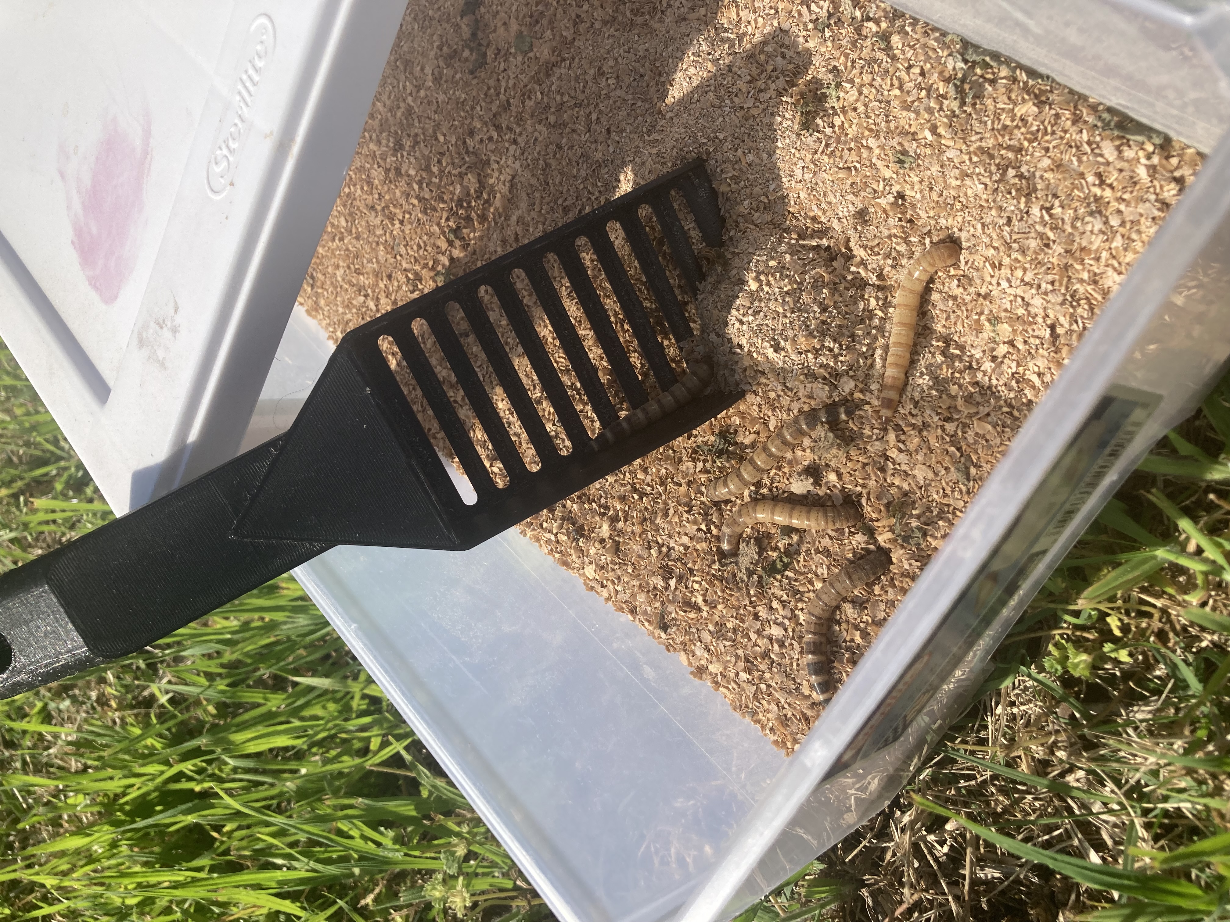 Worm sifter (mealworms and Superworms)