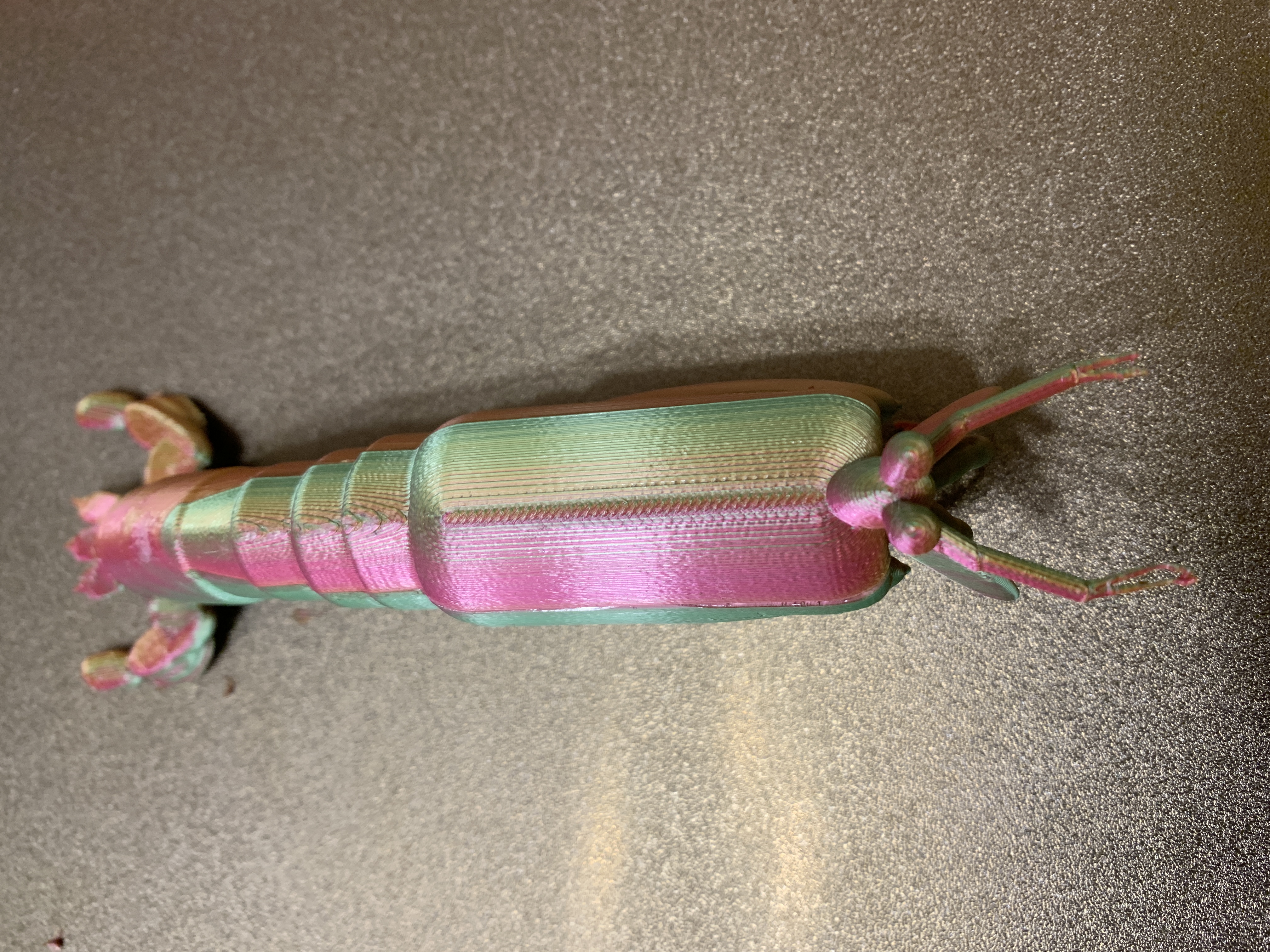 Peacock mantis shrimp - Fangschreckenkrebs