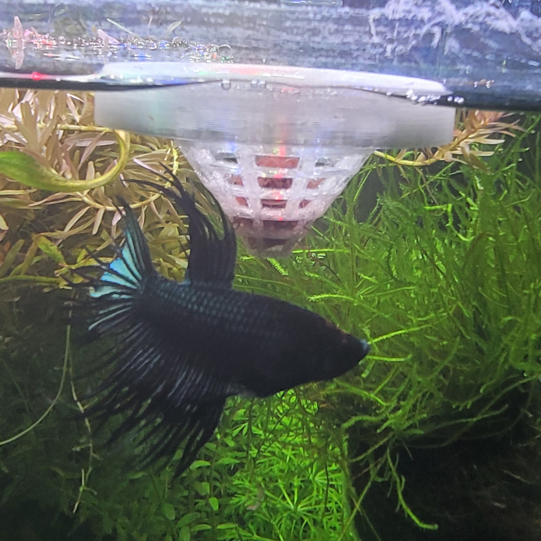 Schwimmender Tubifex-Futterspender / Futtersieb / Betta Splendens