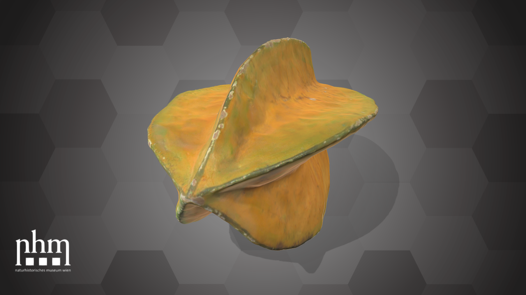 Carambola (NHMW-AFW-DING-0046-147)