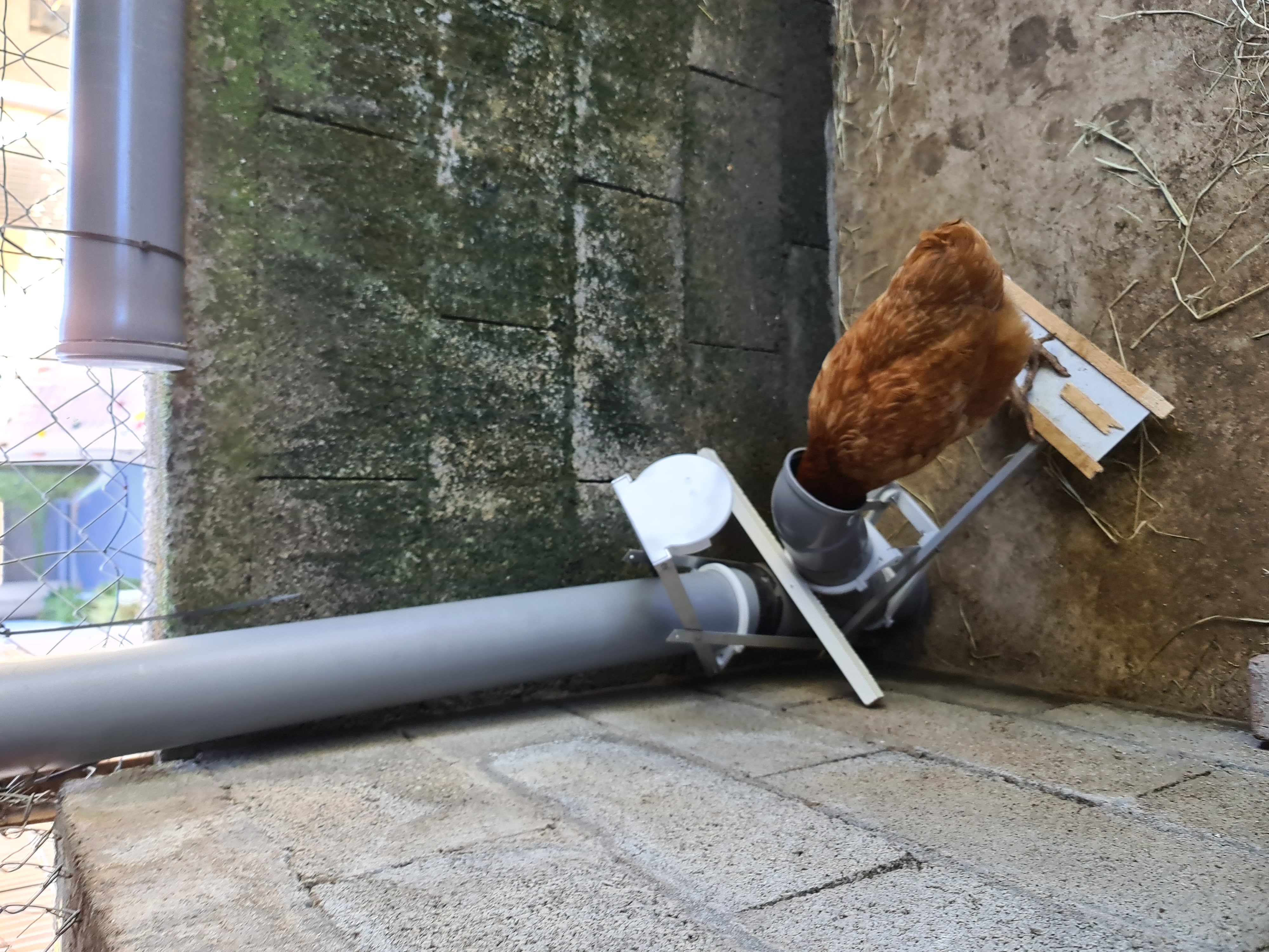 Chicker feeder (rat proof, auto closing)