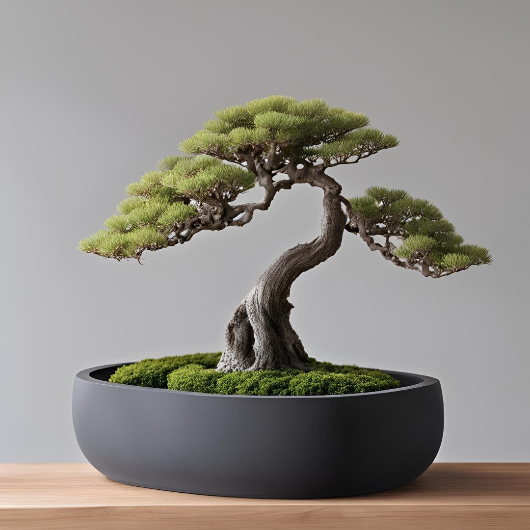 Round Bonsai Pot, Bonsai Planter