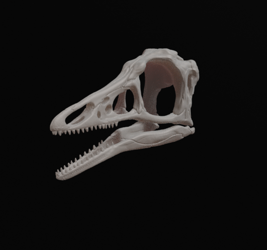 Replica Archaeopteryx Skull