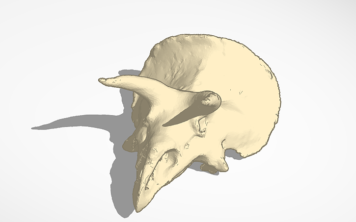 Triceratops skull for printer precision test
