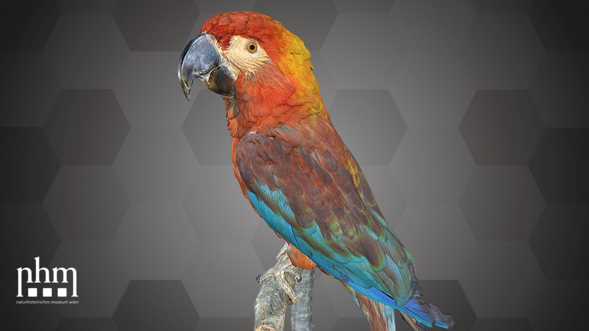 Cuban Macaw (NHMW-ZOO-VS-50.796)