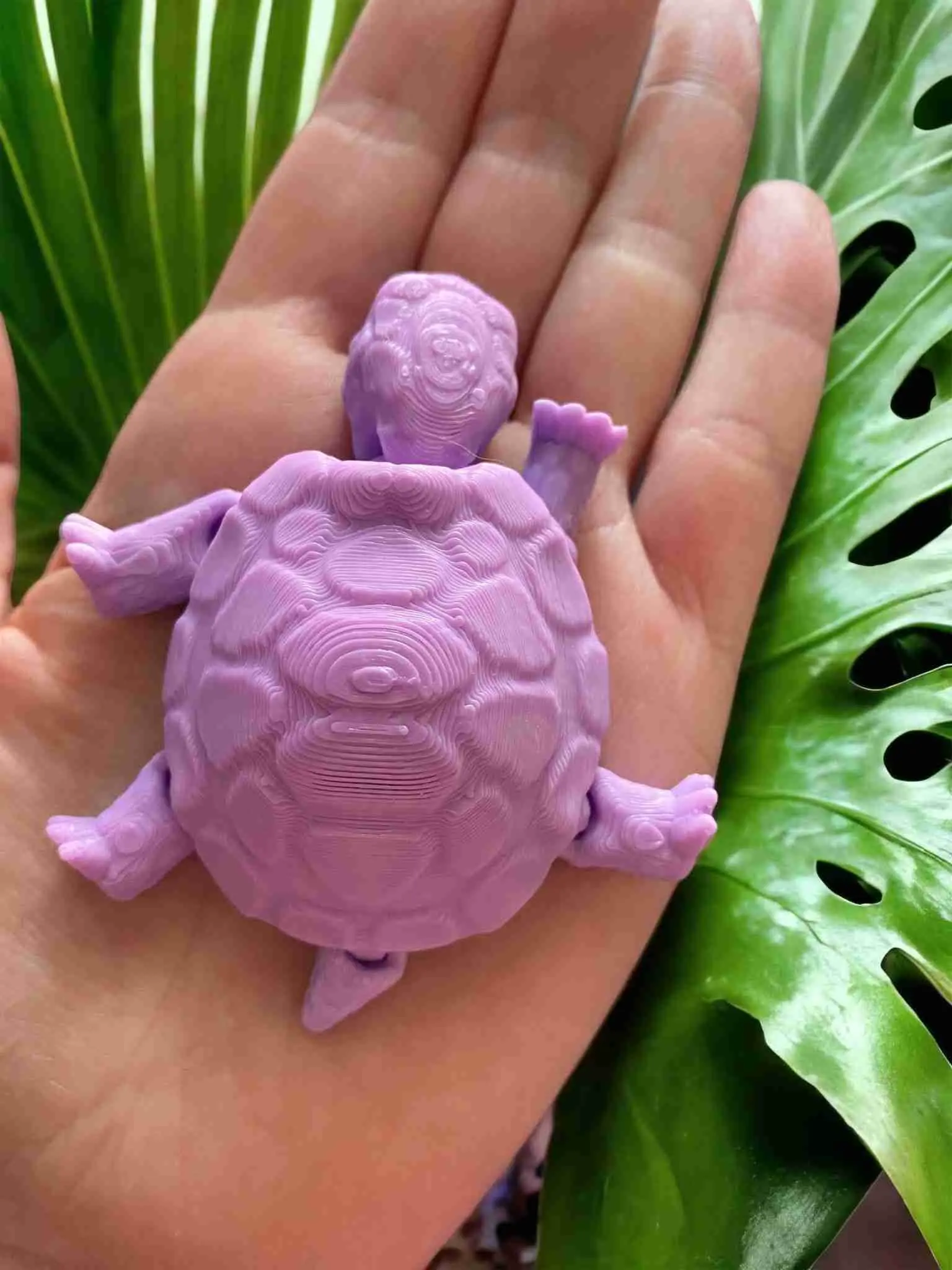Box Turtle