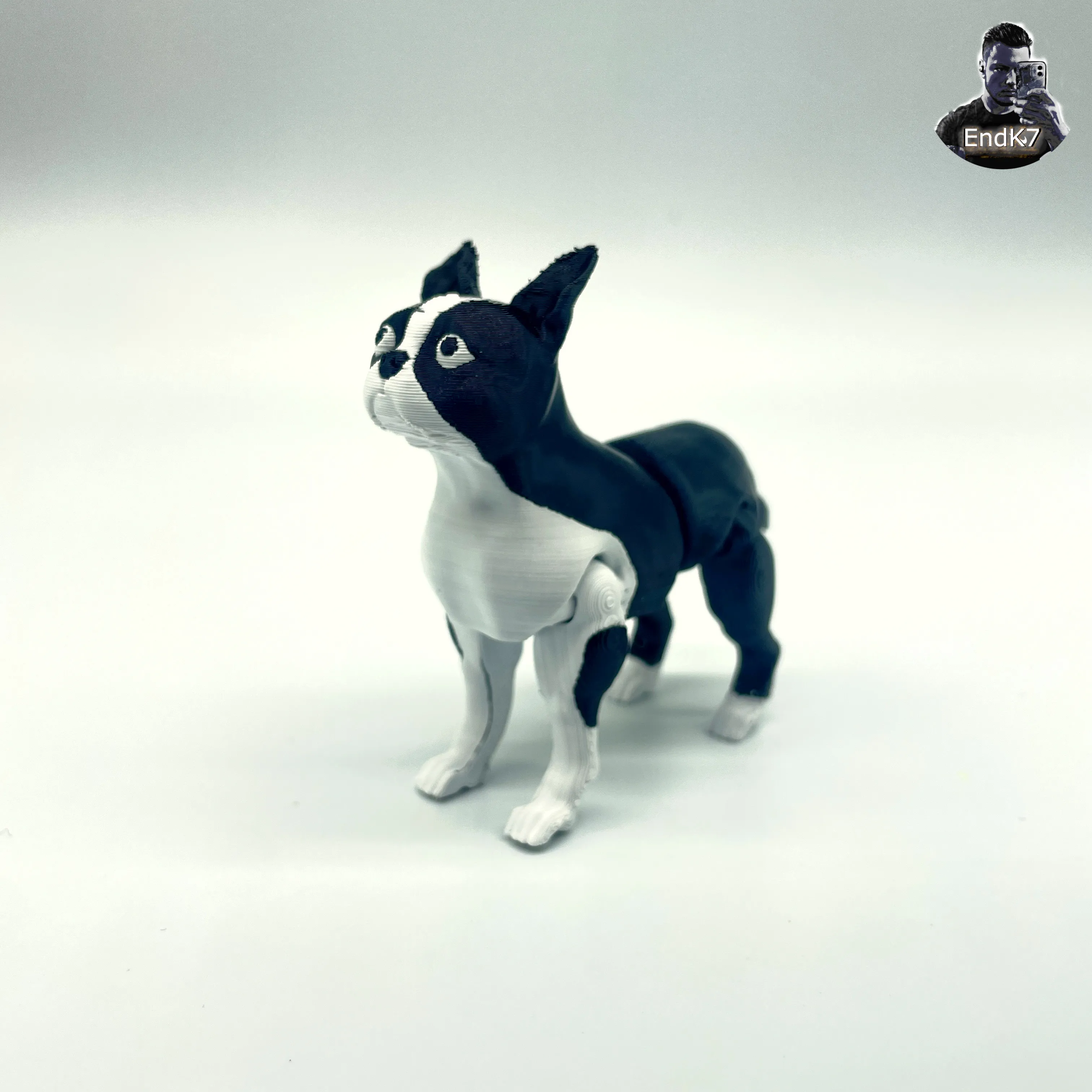 Boston Terrier Dog - Articulated - Print in Place - Flexi